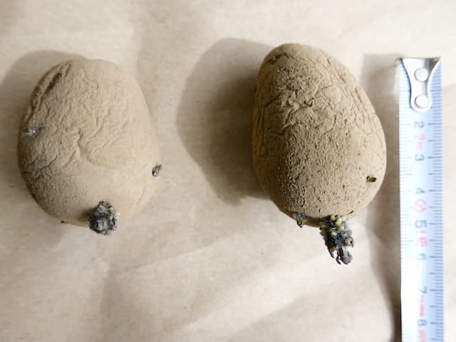 ベランダ菜園日記（31）ジャガイモの袋栽培・芽が出ている種芋、買えた