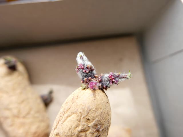 ベランダ菜園日記（31）ジャガイモの袋栽培・芽が出ている種芋、買えた