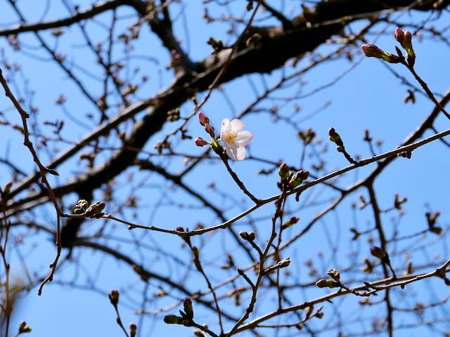 桜