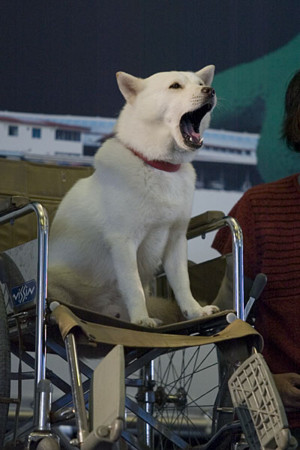 f:id:komaruchan:20091011135802j:image