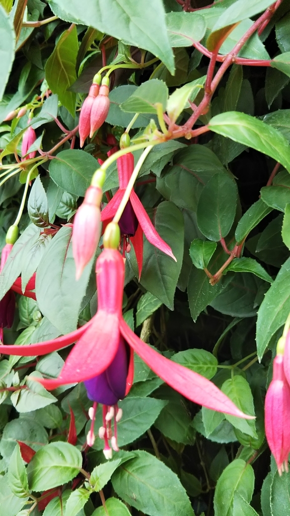 f:id:komatabi:20180903201444j:plain