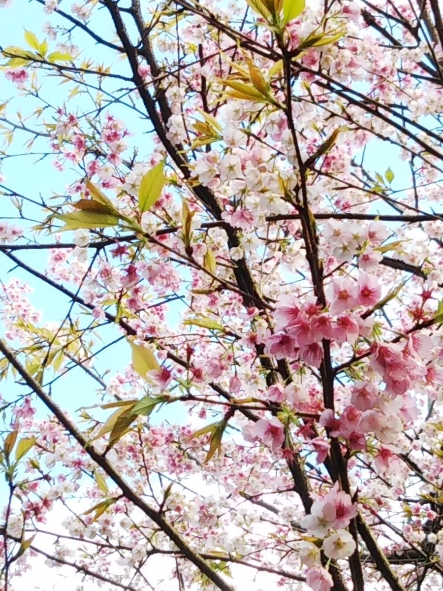 f:id:komatabi:20200323200244j:plain