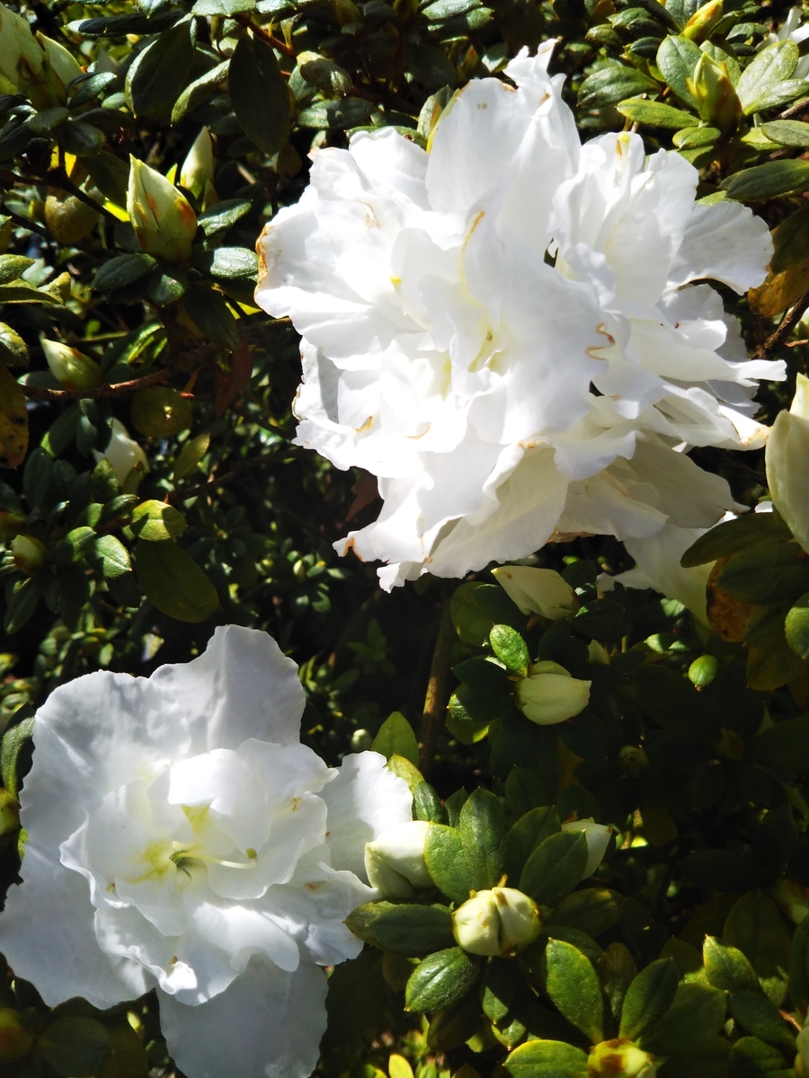 f:id:komatabi:20200711115727j:plain f:id:komatabi:20200711115727j:plain