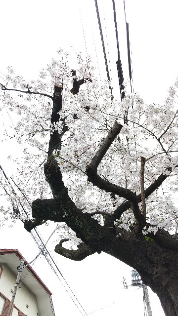 f:id:komatabi:20210329191153j:image