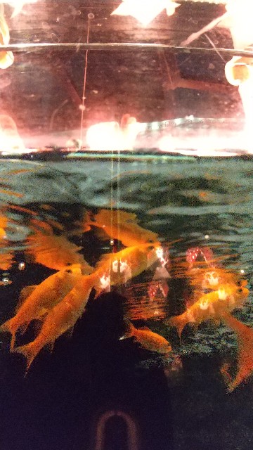 f:id:komatabi:20210330233030j:image
