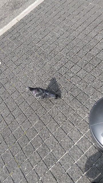 f:id:komatabi:20211126190907j:image