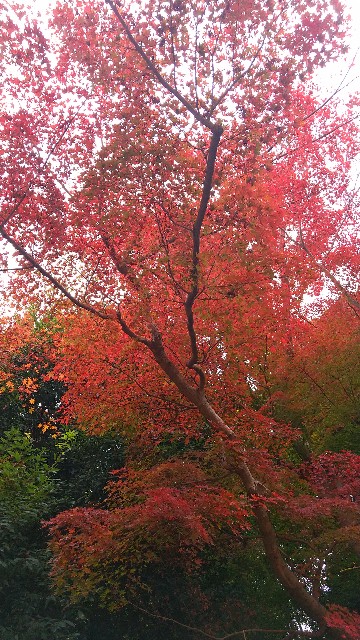 f:id:komatabi:20221209211204j:image f:id:komatabi:20221209211204j:image