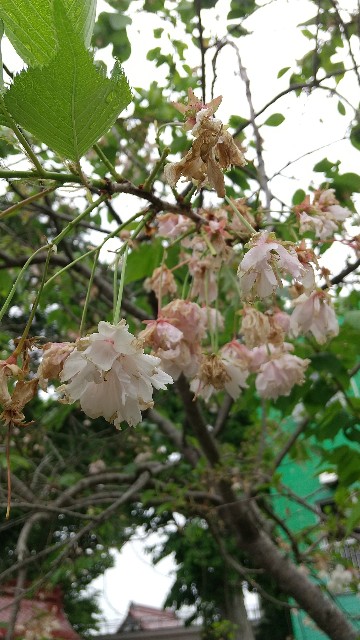 f:id:komatabi:20240117002316j:image