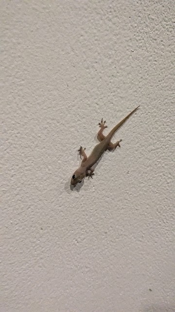 f:id:komatabi:20241012142434j:image