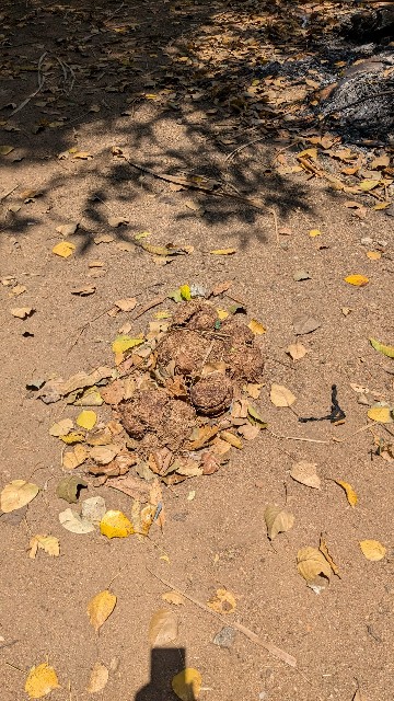 f:id:komatabi:20241013180920j:image