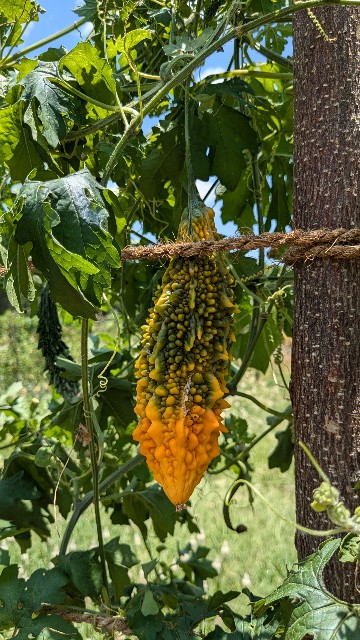 f:id:komatabi:20241014002928j:image