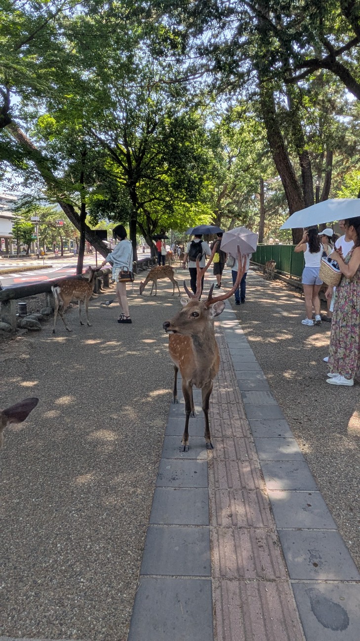 f:id:komatabi:20260728235135j:image