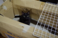12/11/10-クロ