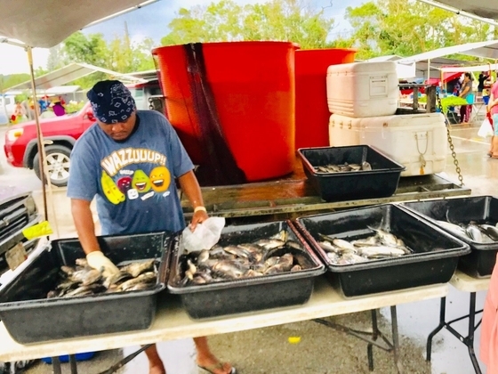 f:id:kome-musubi:20190828115319j:plain f:id:kome-musubi:20190828115319j:plain