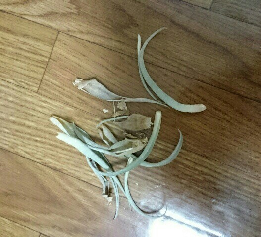 f:id:komegg:20160211210440j:image f:id:komegg:20160211210440j:image