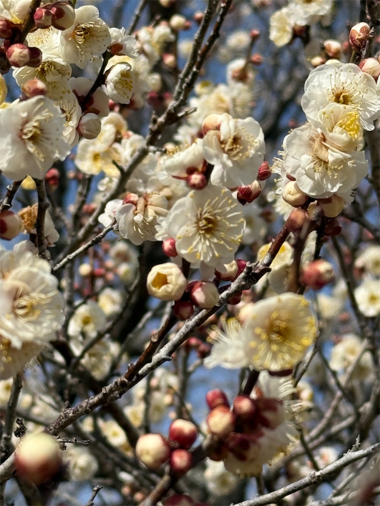 f:id:komeju:20250327212457j:image