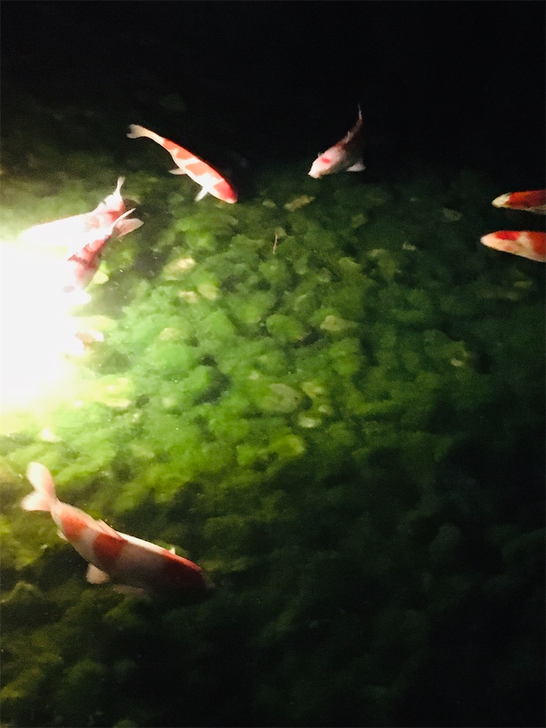 f:id:komekichikun:20200808234046j:image f:id:komekichikun:20200808234046j:image