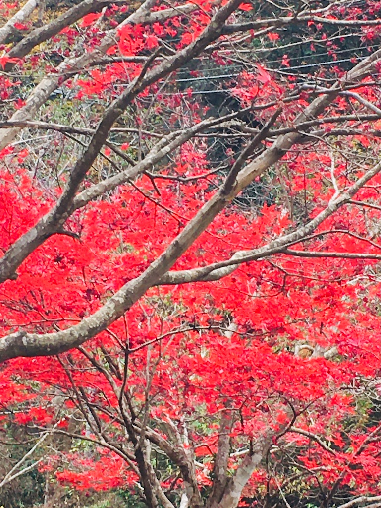f:id:komekichikun:20201122224613j:plain