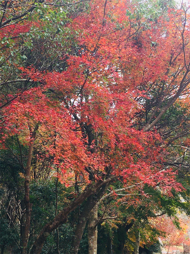 f:id:komekichikun:20201122224719j:plain