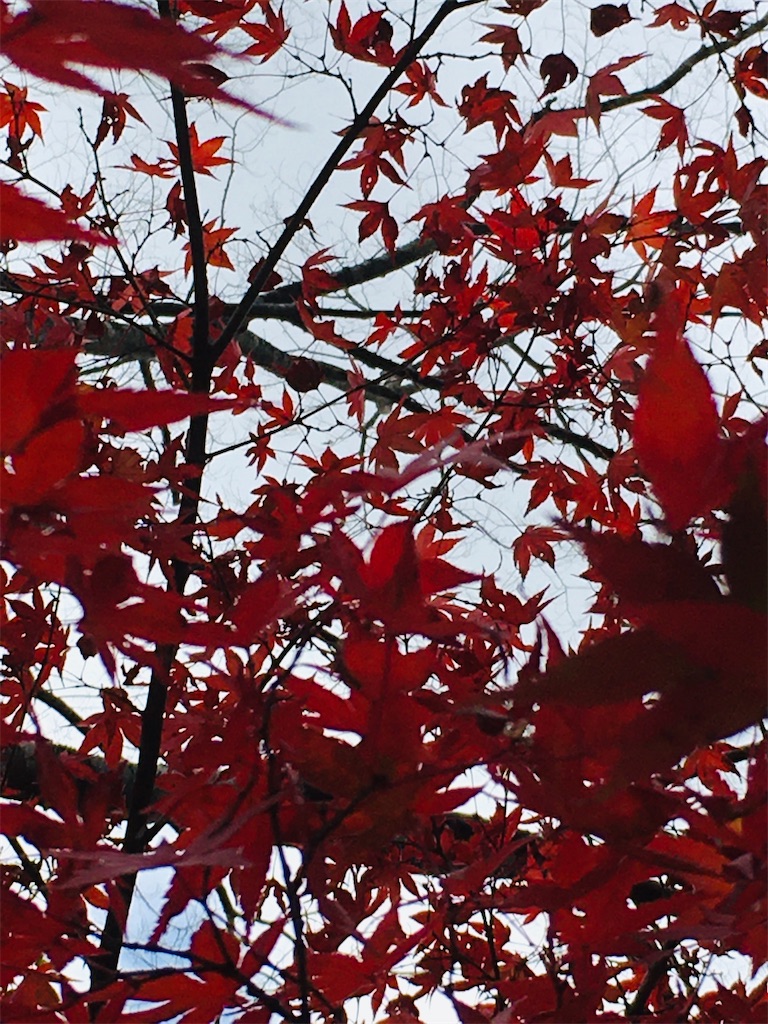 f:id:komekichikun:20201124132926j:plain