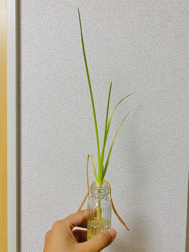 f:id:komemaru55:20211004222911j:image