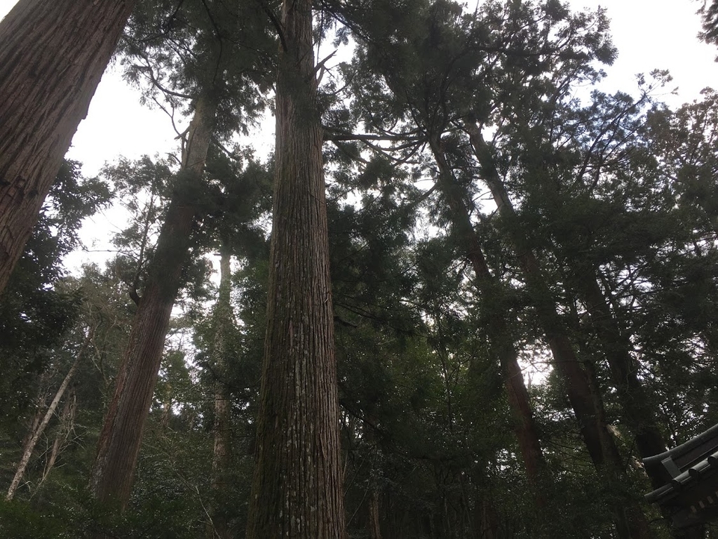 f:id:kometika:20190302143415j:plain f:id:kometika:20190302143415j:plain