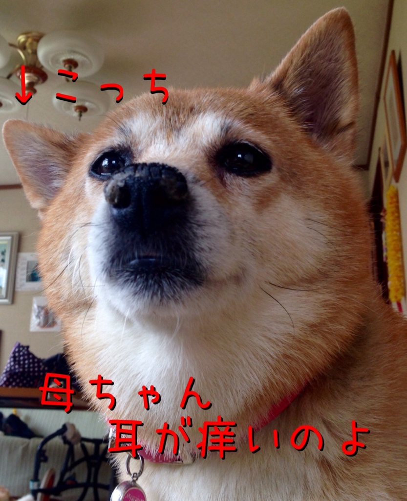 f:id:komgon:20160916101854j:plain f:id:komgon:20160916101854j:plain