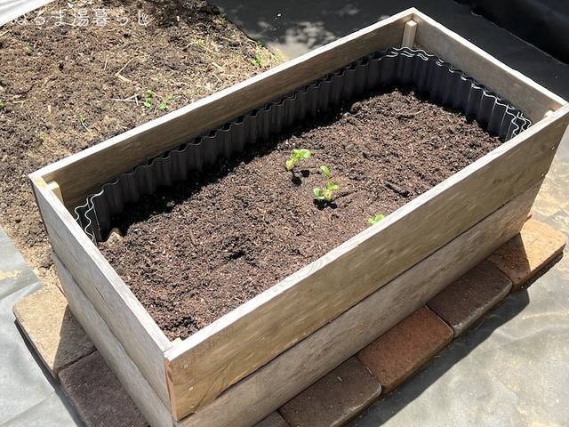 raised-bed4