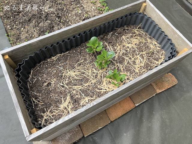 raised-bed5