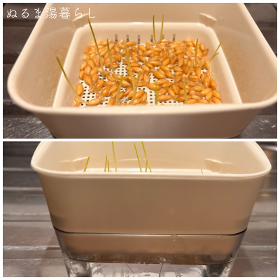 growing-cat-grass7