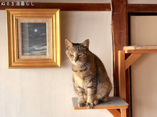 growing-cat-grass5