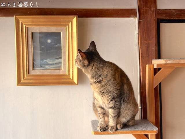 growing-cat-grass9