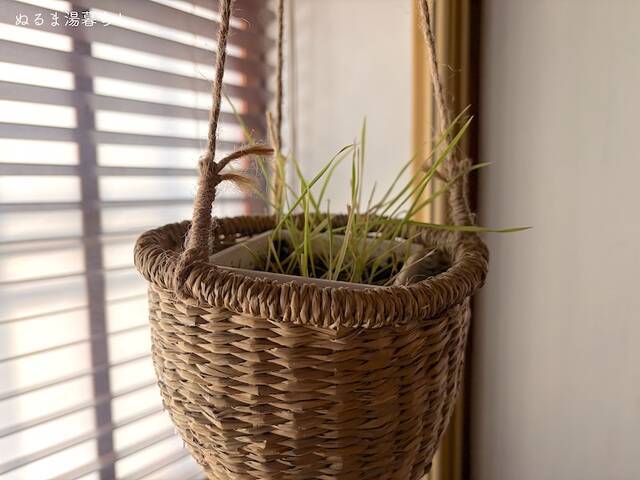 growing-cat-grass6