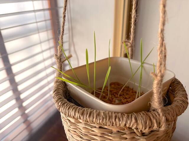 growing-cat-grass8