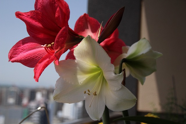 f:id:komina1029:20140528200411j:image