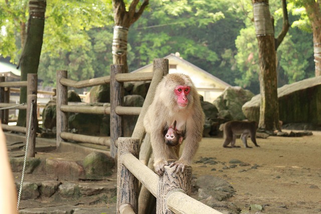 f:id:komina1029:20140609192604j:image