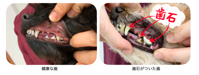 f:id:komorebipetclinic:20200711141029p:plain f:id:komorebipetclinic:20200711141029p:plain
