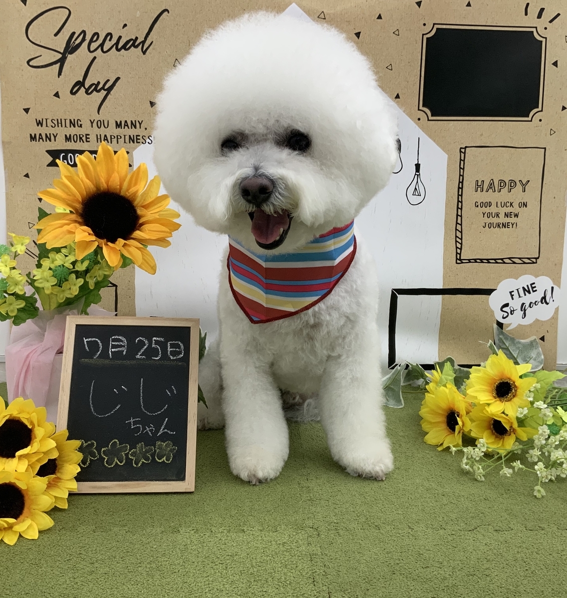f:id:komorebipetclinic:20200725161904j:plain f:id:komorebipetclinic:20200725161904j:plain