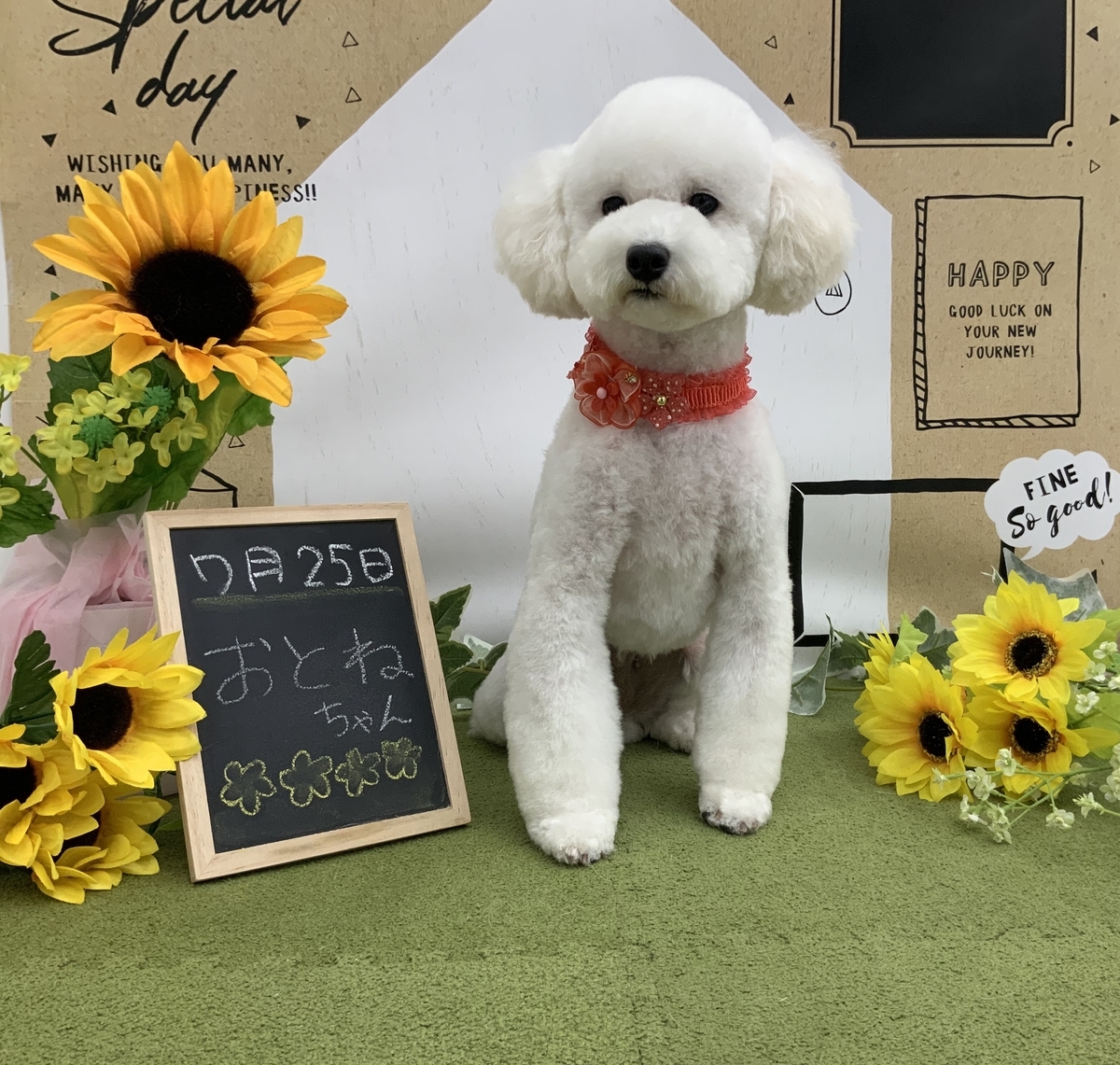 f:id:komorebipetclinic:20200725163821j:plain f:id:komorebipetclinic:20200725163821j:plain