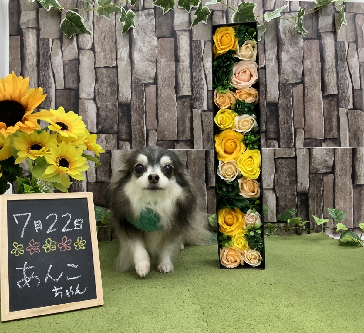f:id:komorebipetclinic:20200725170043j:plain f:id:komorebipetclinic:20200725170043j:plain