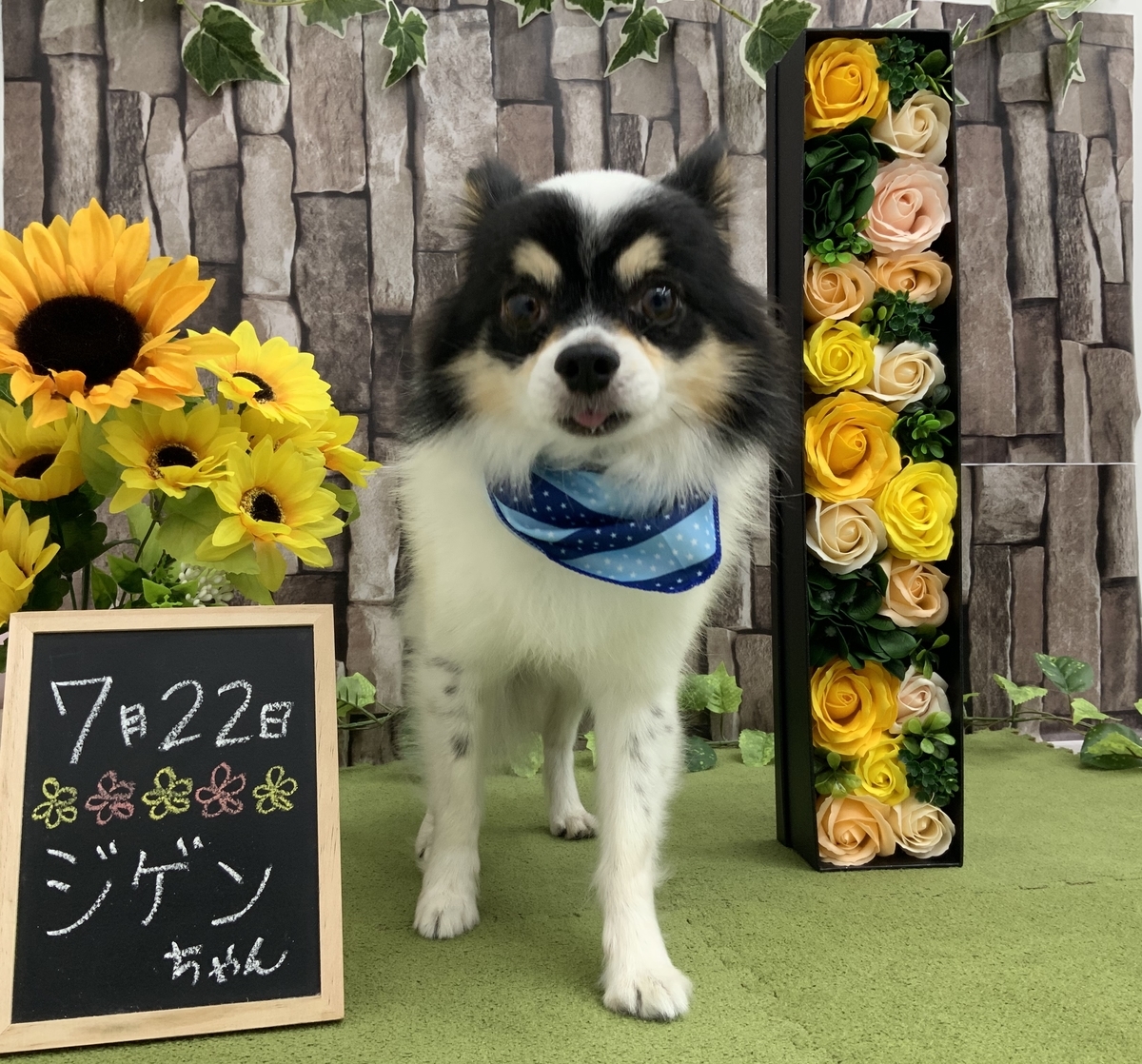 f:id:komorebipetclinic:20200725172002j:plain f:id:komorebipetclinic:20200725172002j:plain