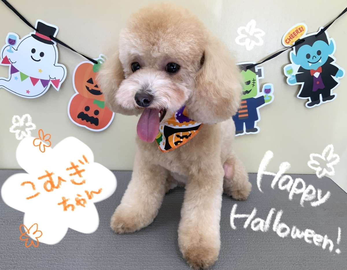 f:id:komorebipetclinic:20210921171849j:plain