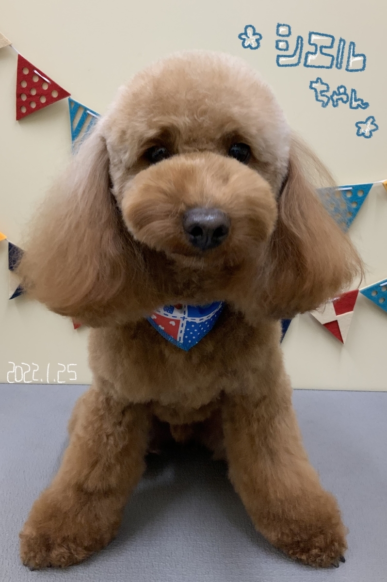 f:id:komorebipetclinic:20220125185332j:plain