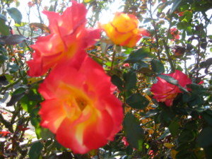 f:id:komori-mbcs:20111129135043j:image f:id:komori-mbcs:20111129135043j:image