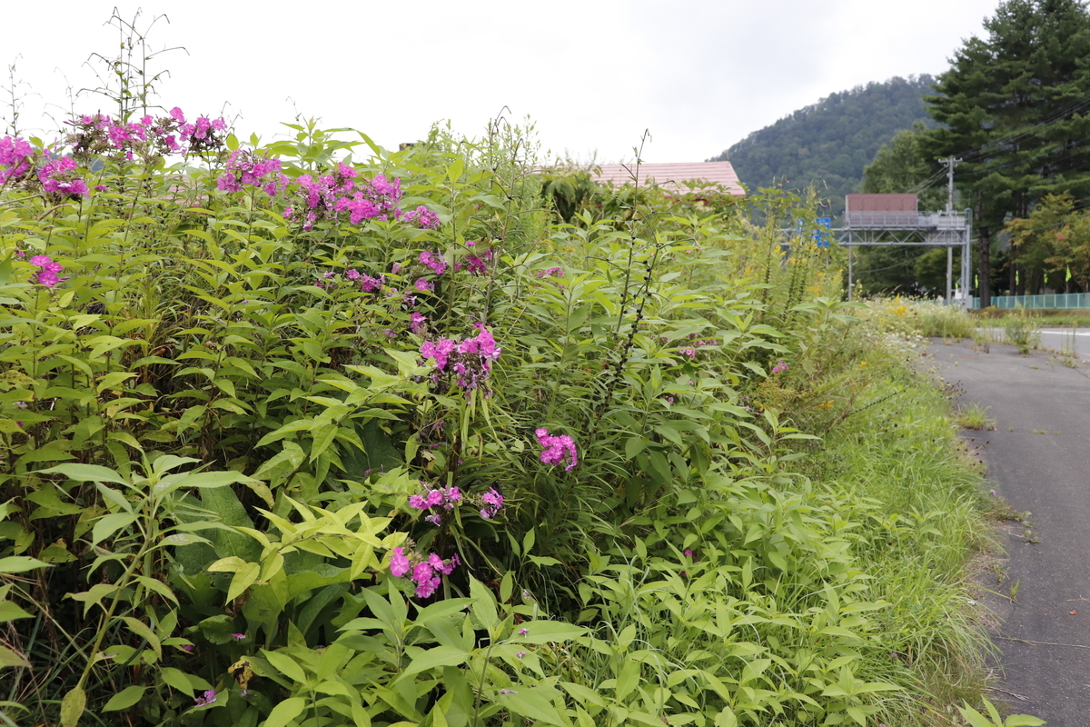 f:id:komotomayamoshi:20190906210118j:plain f:id:komotomayamoshi:20190906210118j:plain