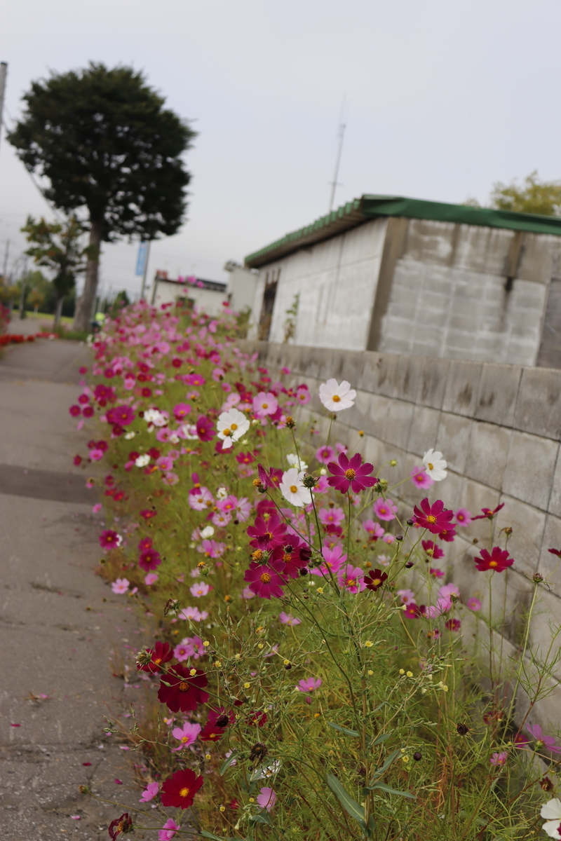 f:id:komotomayamoshi:20190916104619j:plain f:id:komotomayamoshi:20190916104619j:plain