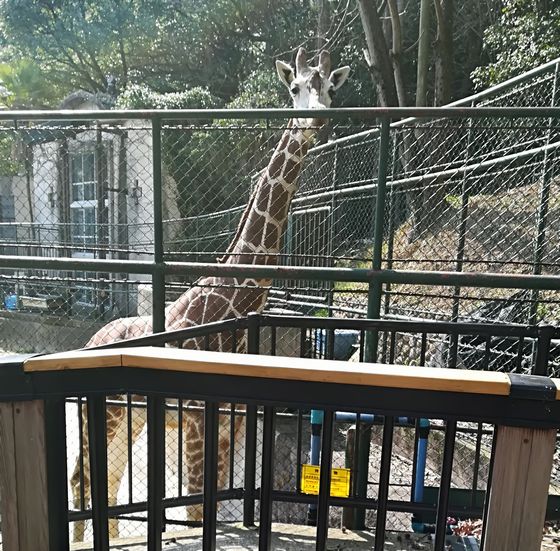 福岡市動物園 ぞうさん きりんさん わが家のこむすびワン 福岡市動物園 ぞうさん きりんさん わが家のこむすびワン