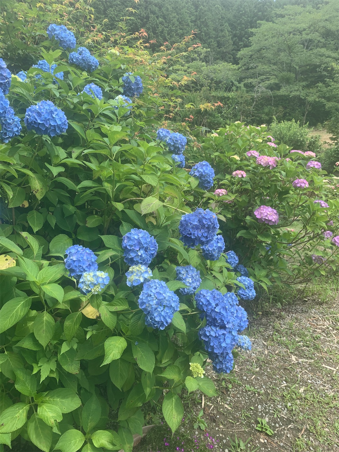 f:id:komutoriku:20200626082251j:image f:id:komutoriku:20200626082251j:image