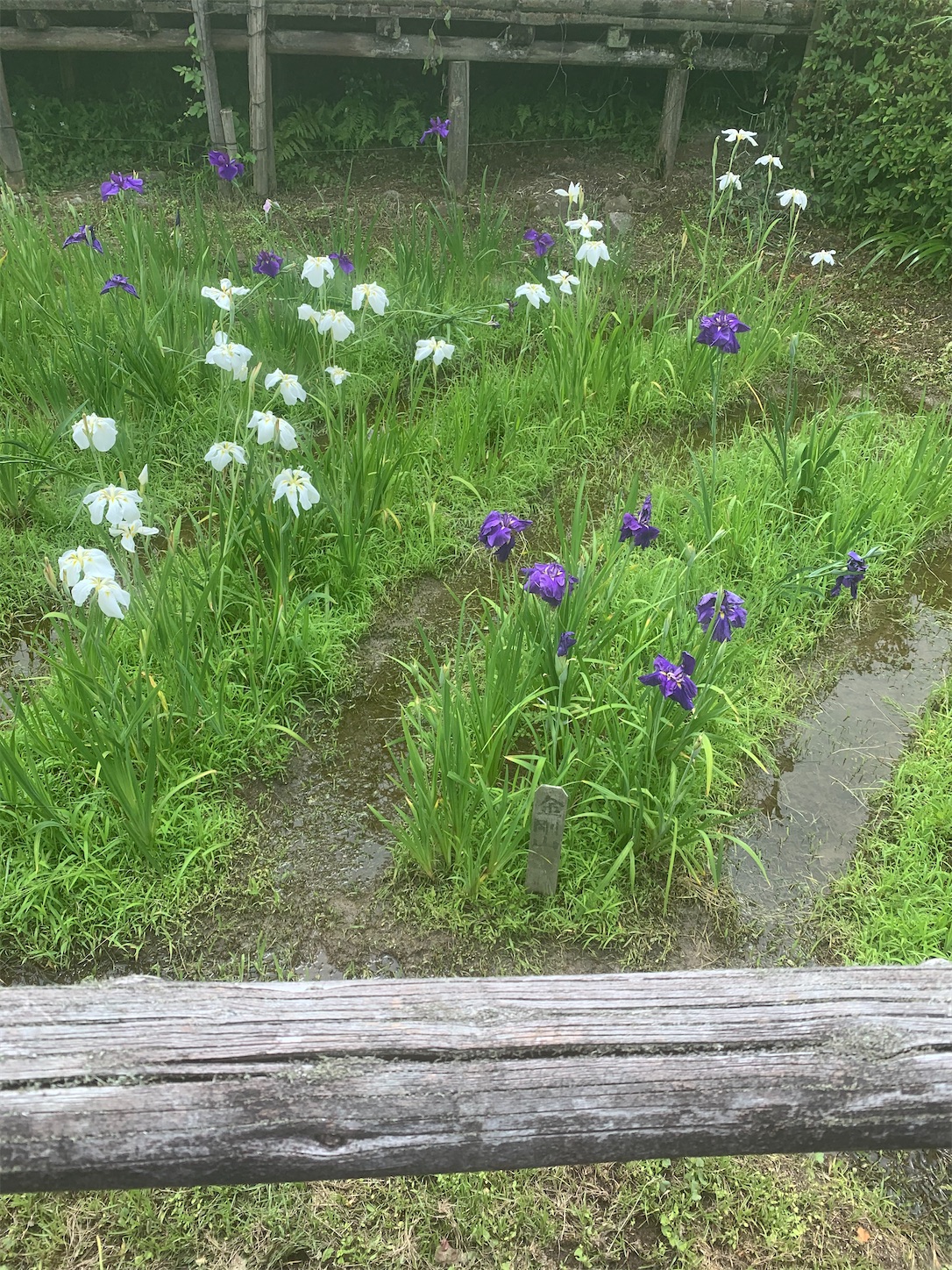 f:id:komutoriku:20200626092731j:image f:id:komutoriku:20200626092731j:image