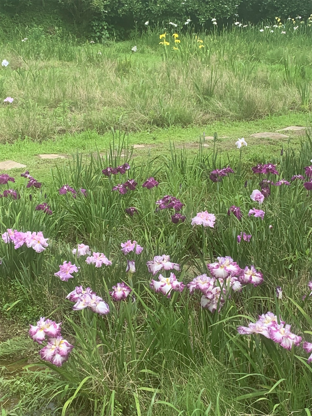 f:id:komutoriku:20200626092835j:image f:id:komutoriku:20200626092835j:image